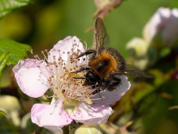 Boomhommel (Bombus hypnorum)